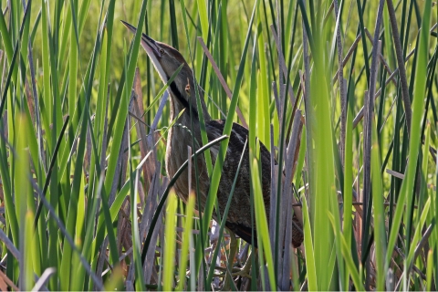 American bittern, a medium-sized bird, stands in a dense stand of aquatic grass.