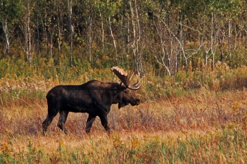 A bull moose walks along a wetland