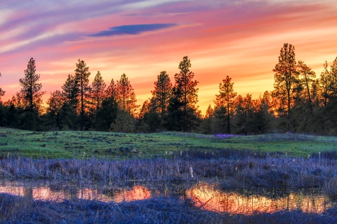 A bright orange sunset illuminates a row of pines and wetland vegetation.