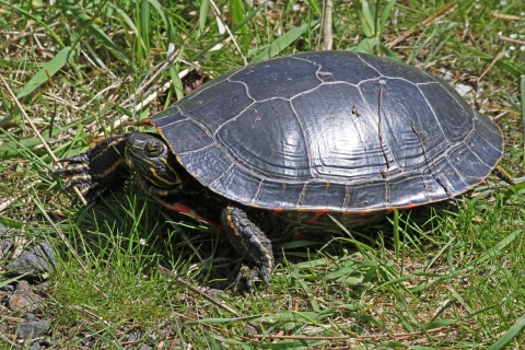 A western painted turtle sitting in some grass