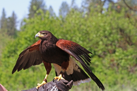 A Harris hawk perches on a falconer's glove