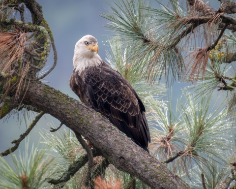 A bald eagle perched in a pine tree