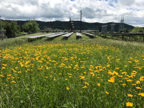 Field of flowers with solar panels in the background