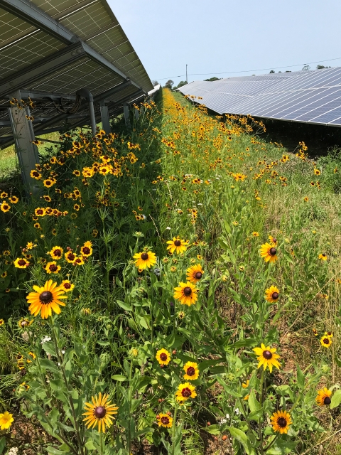Field with flowers growing amidst solar panels