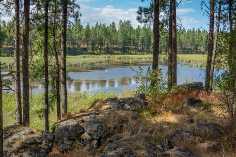 A small ponds is surrounded by tall, shaded pine trees. 