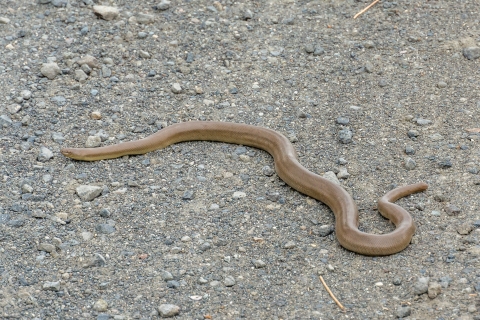 A rubber boa sits on a gravel surface