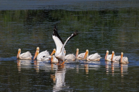 A flock of pelicans beginning to take off from a freshwater pond.