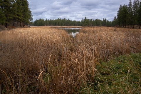 Photo of a wetland with grasses in the foreground, a pond in the center, and pines growing on the distant shore
