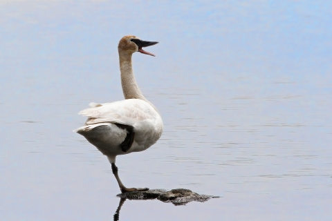A trumpeter swan stands on one leg in a pond. The bird has its mouth open.
