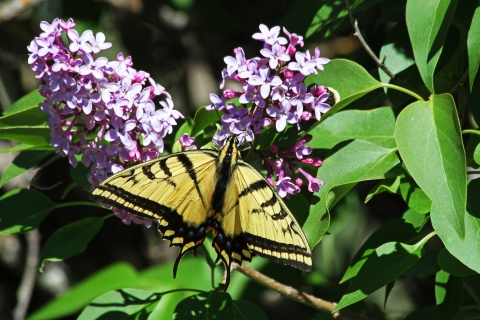 A swallowtail butterfly on a lilac bush