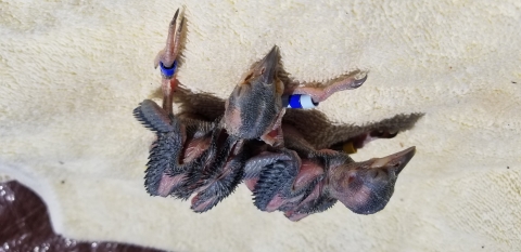 Baby birds on a towel with bands on their legs