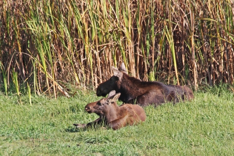 A moose cow and calf lie down in some grass next to some aquatic grasses