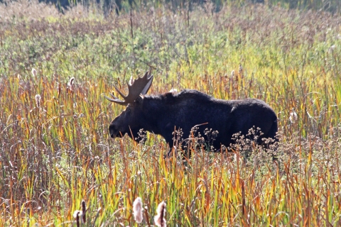 A bull moose stands in some aquatic vegetation