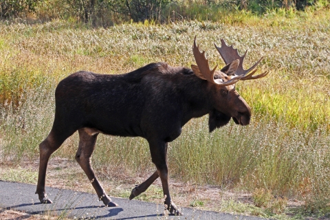 A bull moose walking down a paved path