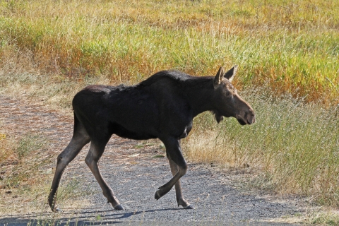 A cow moose crossing a paved path
