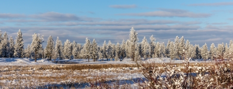 Frost covered pine trees fill the distance, with a frozen pond in the foreground.