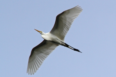 A great white egret mid-flight