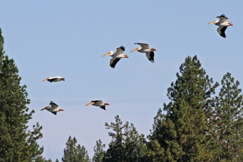 A group of white pelicans flying near some pine trees