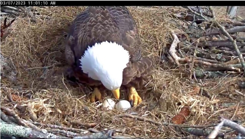 adult eagle rolling two eggs in nest