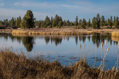 Photo of a wetland with grasses in the foreground, a pond in the center, and pines growing on the distant shore