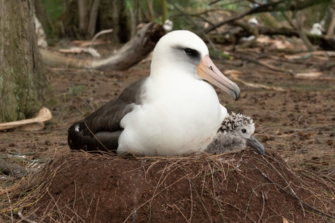 A large white bird sits on a raised ground nest. A small gray chick pops its head out from under its breast on the right side. 