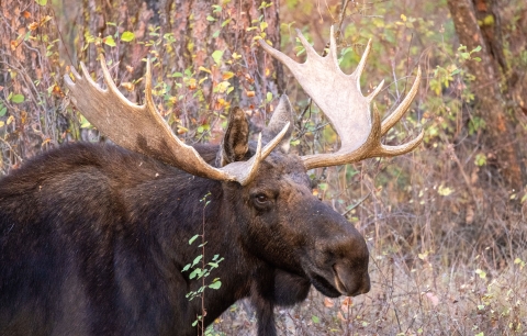 A bull moose standing near some plants