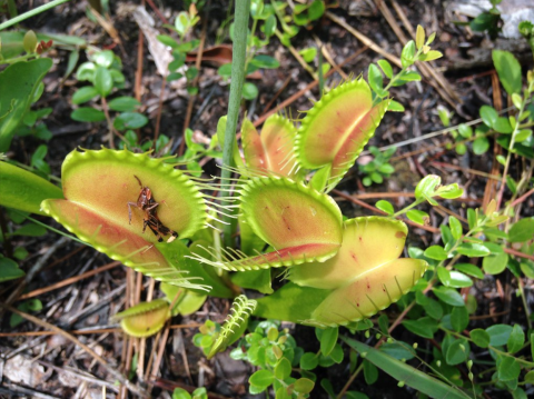 venus flytrap leafs close to the ground and green stalk shooting up vertically off camera shot. A dry, dead insect is visible on one leaf.