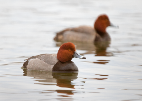 Two redhead ducks on a body of water