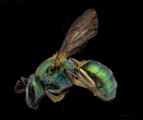 extreme close up of a metallic-looking green bee with a black background.