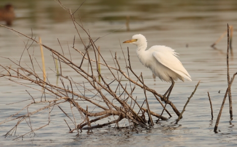 Cattle egret standing on a branch over the water