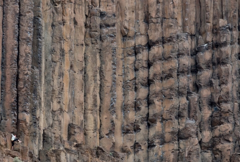 A rock climber ascends a wall of cracked basalt.
