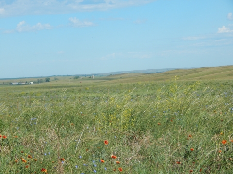 a prairie with orange wildflowers under a blue sky