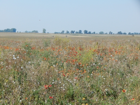 A prairie with orange wildflowers