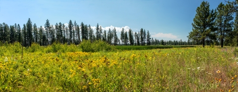 Panoramic photo of a field filled with green and yellow plants. Tall pines are visible on the edge of the meadow.