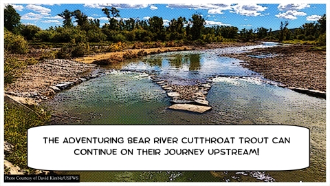 view of the river from higher up showing a v shaped rock structure and a text bubble reading "The adventuring Bear River Cutthroat Trout can continue on their journey upstream"