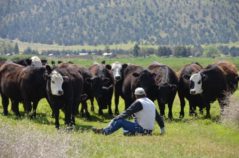 a man sits on ground in front of cows