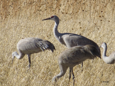 Snahill Cranes feeding in a field