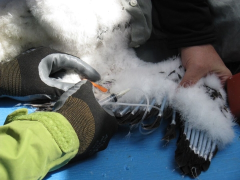 A USGS researcher obtains a blood sample from a nestling golden eagle to assay for lead. Credit: Jeremy Buck, USFWS.