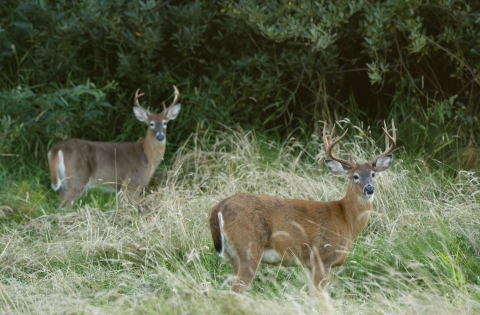 Two deer with antlers stand in tall grass on the outskirts of a forest. 