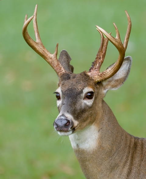 Close-up of a deer with antlers