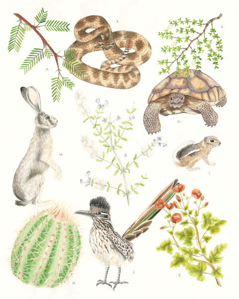 Illustration of several species found in the Creosote community life zone.