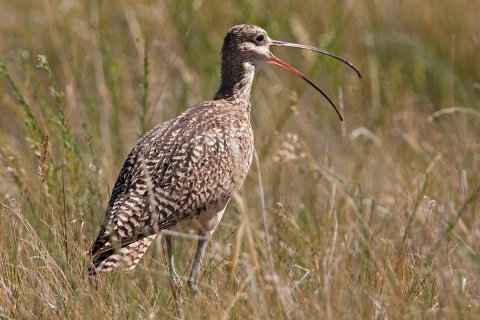 A long-billed curlew with its magnificent bill wide open bill stands in short grass.