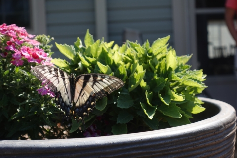Eastern tiger swallowtail butterfly pollinates a potted plant