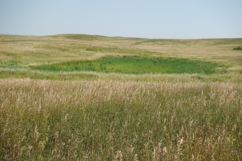 A lush, green prairie pothole in the middle of a grassland