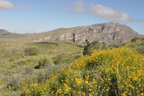 San Andres National Wildlife Refuge spring wildflowers 