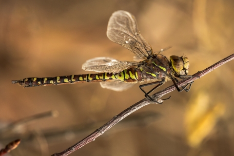 A brown and green dragonfly perches on a twig