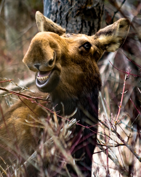 Photo of a moose with its mouth open. Image is captured mid-bite, creating the appearance that the animal is smiling