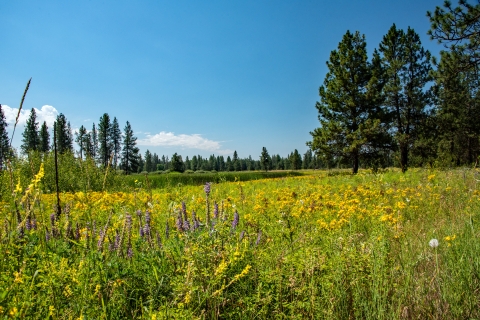 A field of yellow and purple wildflowers with trees surrounding the meadow.