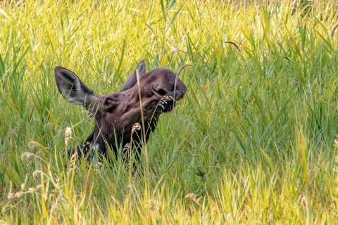 A young moose sticks its head up from some tall grass.