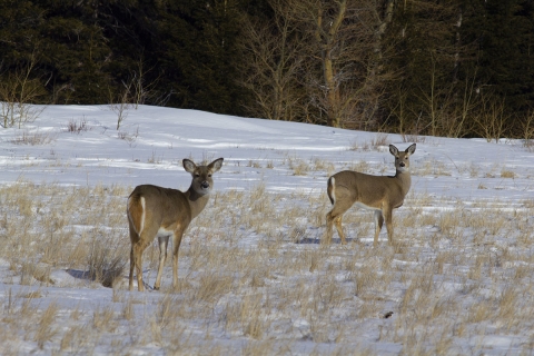 Whitetail deer pose for a picture in the snow.